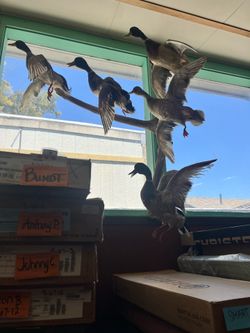 Multi duck taxidermy