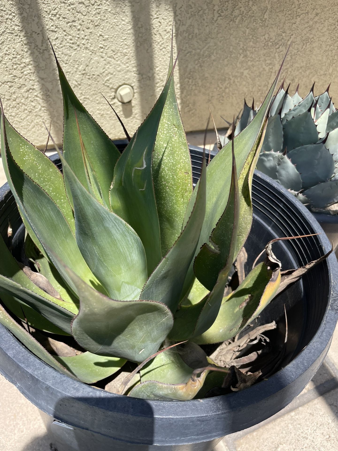 Succulent Plant.