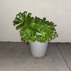 12 Inch Succulent Plant Pot