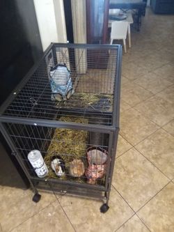 Two guinea pigs comes with everything