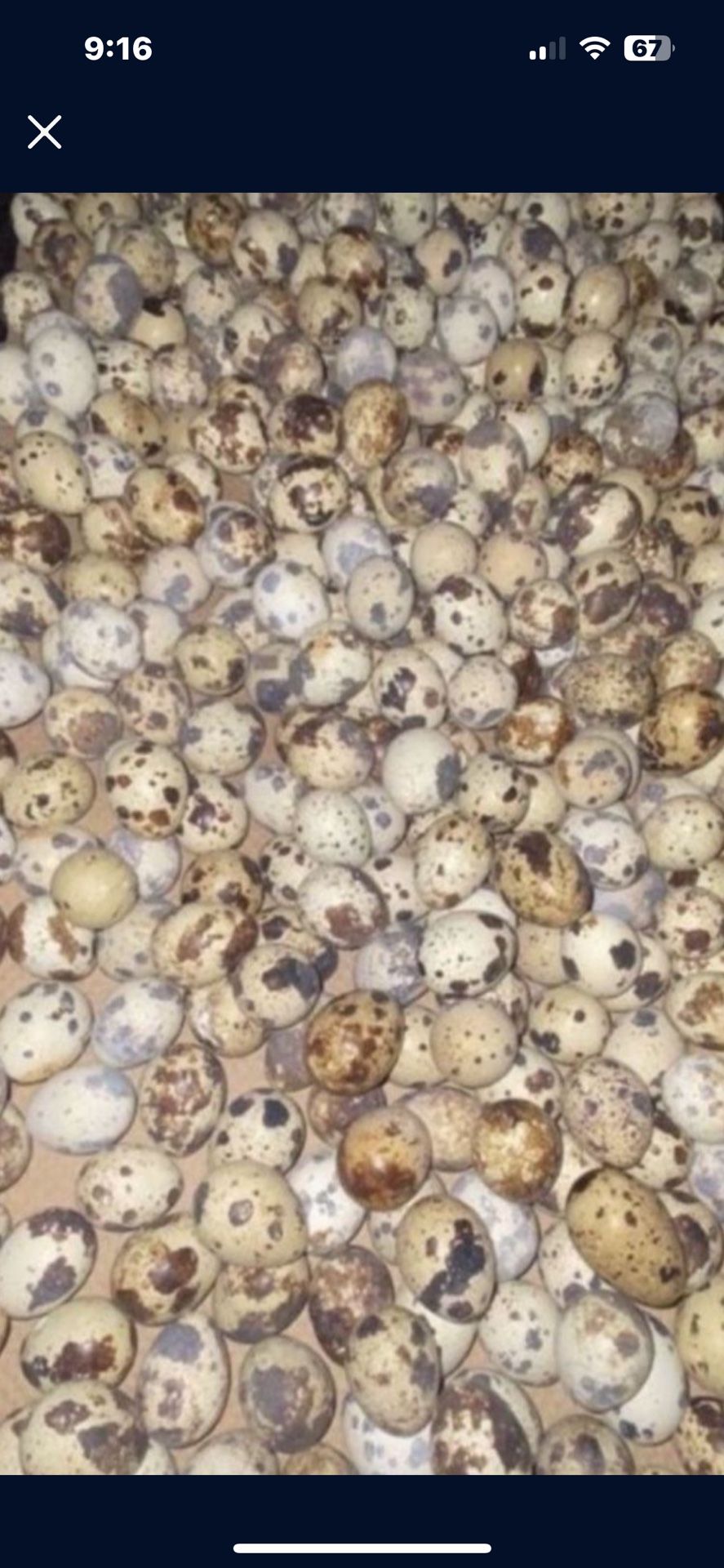 Quails And Quails Eggs