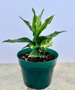 Aglaonema 'White Vein'  6” pot c