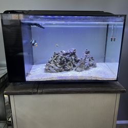 Fluval fish tank Everything inside for sale