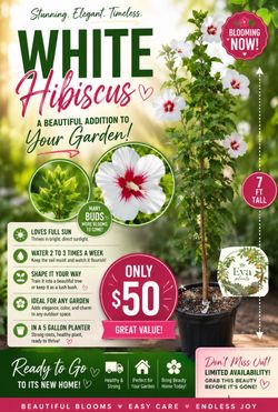 White hibiscus plant 🪴🤍🩷