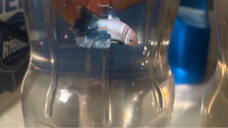 Fish