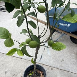 Eureka Lemon Tree