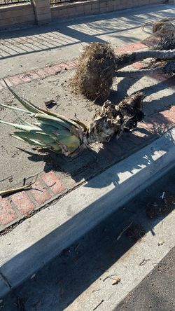 Palm tree and Alo Vera curb side