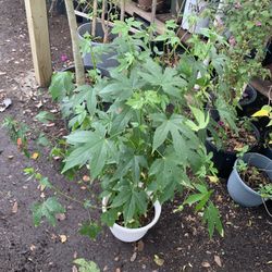 Chinese Lantern Plant 