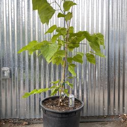 Mulberry  Tree, Free Delivery 