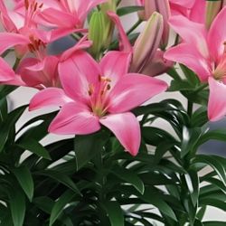 Pink Lilly