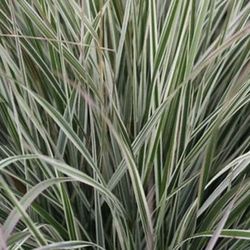 Perennial Grasses