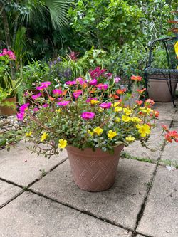 Portulaca