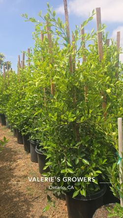Indian Laurel