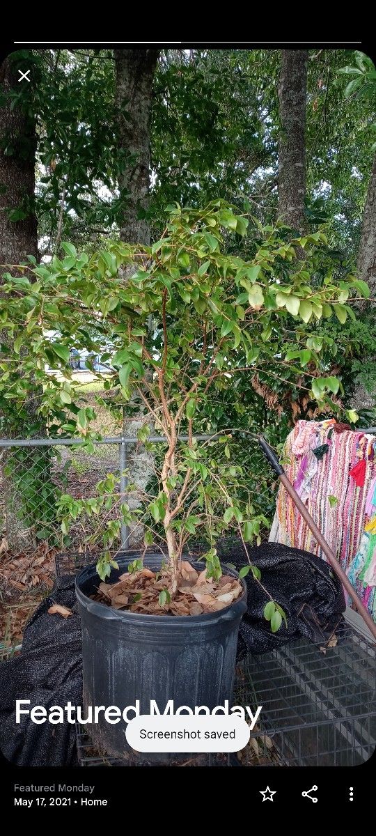jaboticaba tree