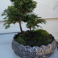 Bonsai tree