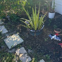 Aloe Plant And Pot Take Both 
