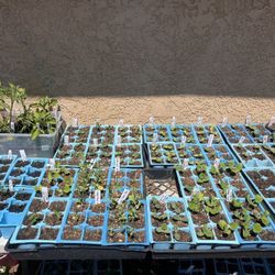 Plant Starts and Seeds