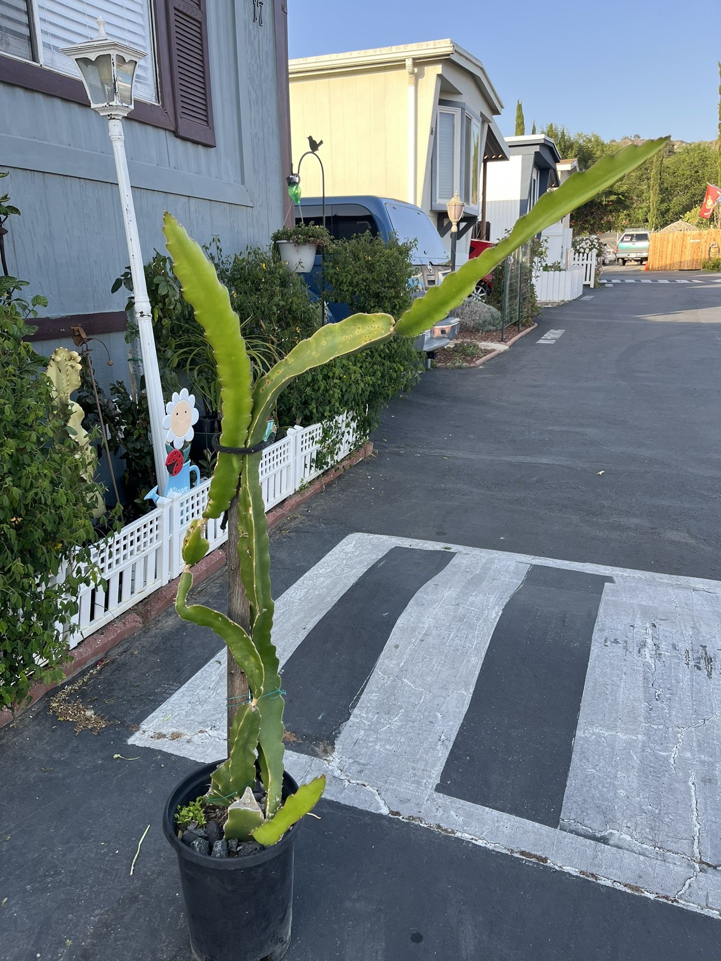 Large Dragon Fruit Plant 5 ft Tall In 5  Gallons Pot 