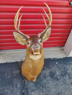 Deer head wall mount