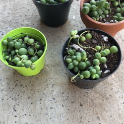 String Of Pearls 