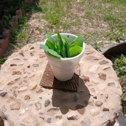 succulent 