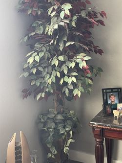 Tall 6 Foot Silk Tree