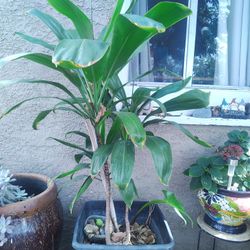 Cordyline fruticosa. 