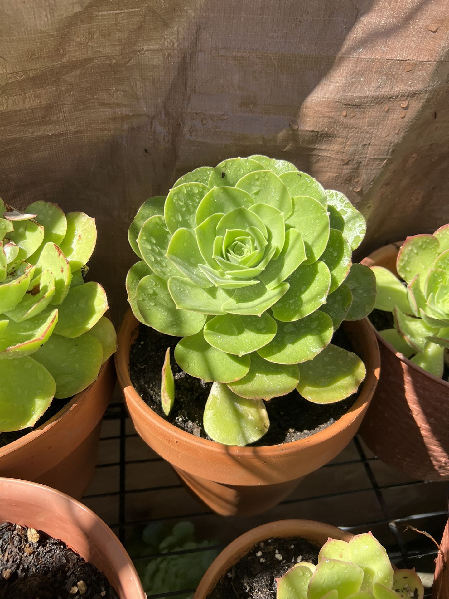 Succulent Plants In Pots