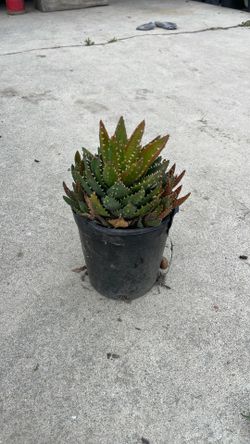 Gold Tooth Aloe