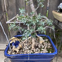 Bonsai Olive Tree Roots Are Exposing 1 Foot Wide Blue Bonsai Pod $85