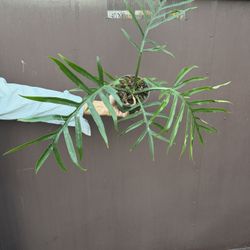 6” tortum wide form 