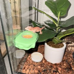 3D Printed Reptile Feeder Bowls 