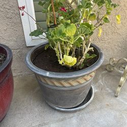 Plant Pot And Deco