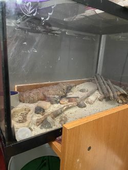 Gecko 🦎