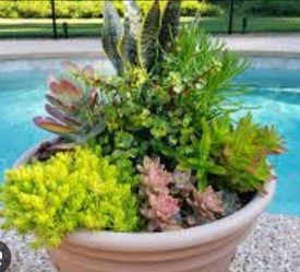 Beautiful succulents  cheap