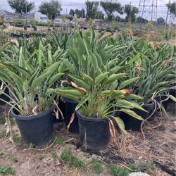 Birds of paradise Plants