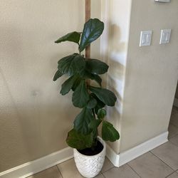 Fiddle leaf Fig Plant