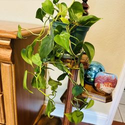 Hanging Indoor Plant 