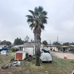 palm trees trimming 
