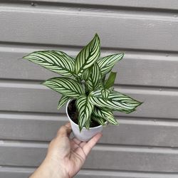4” calathea vittata