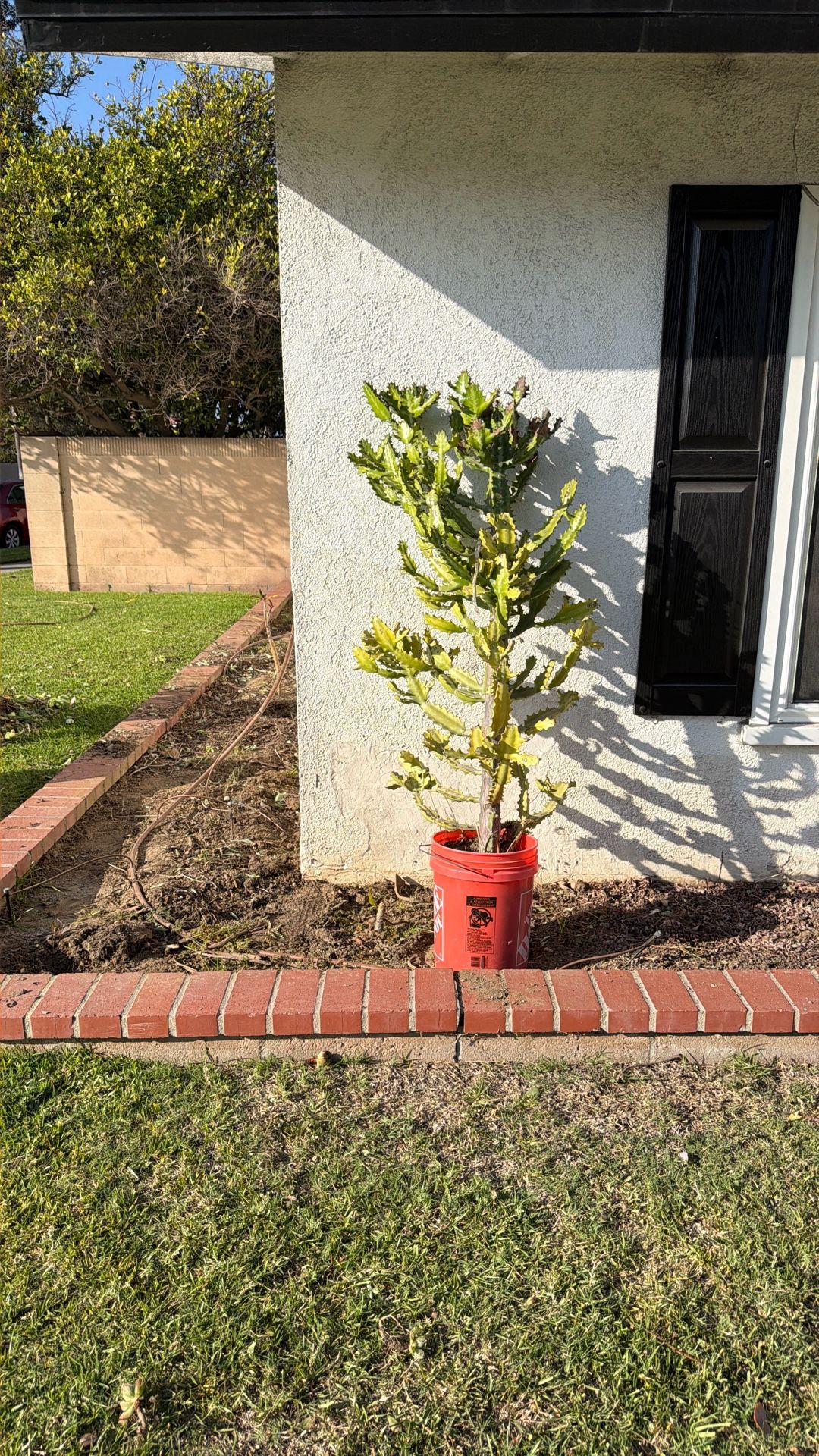 Cactus 5 Feet Tall