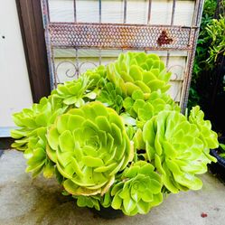 Big Green AEONIUM Succulent Plants- Very Easy To Grow 