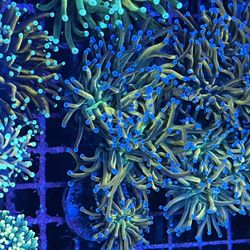 Euphylia , Favia , Chalices , Rainbow Acans , Blastos Coral Frags 