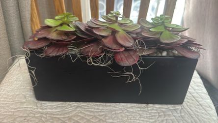 Succulents