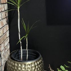 Metal Pot And Plant 
