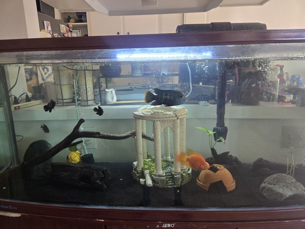 Fish Tank Decorations
