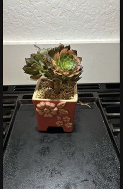 Korean Succulent 