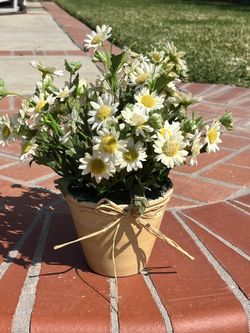 Daisies