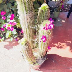 Golden Torch Cactus - Trichocereus spachianus