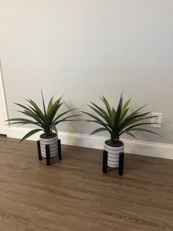 Decor plants